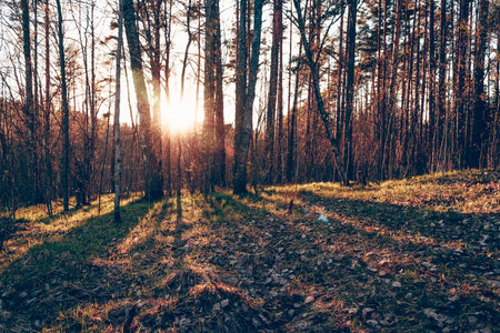 Green summer forest landscape, beautiful trees, grass and cloudy sky Kareliaの写真素材