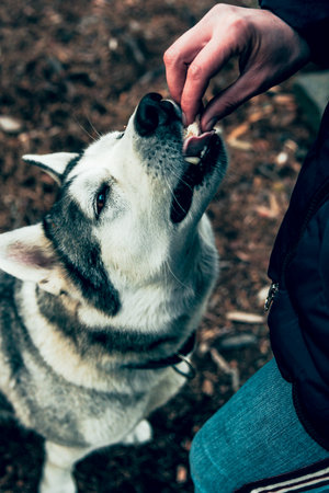 Cute fluffy husky dog on hike on picnic, owner feeds the petの写真素材