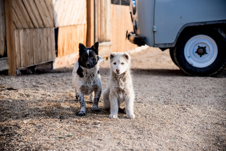 Two cute fluffy puppies outside in the yardの写真素材
