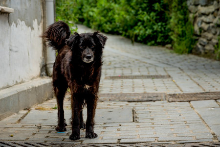 Cute fluffy stray dog outside in paved road big cityの写真素材