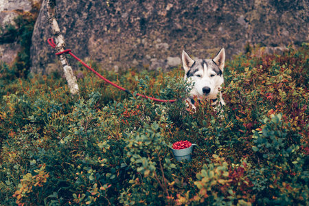 Cute fluffy husky dog on hike on picnic pet sitting in bushes