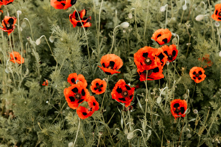 Colored red poppy wildflowers growing in meadow close up nature landscape