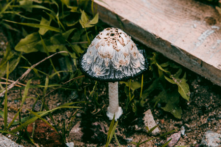 Mushrooms grow in the shade in the forest on moss, the season of harvesting harvest after the rainsの写真素材