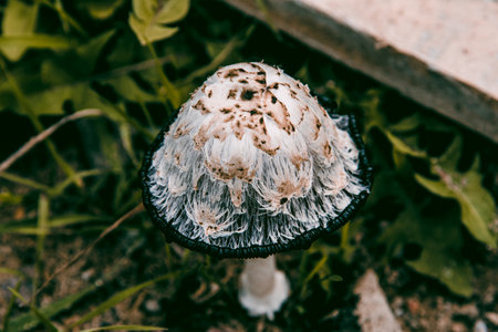 Mushrooms grow in the shade in the forest on moss, the season of harvesting harvest after the rains