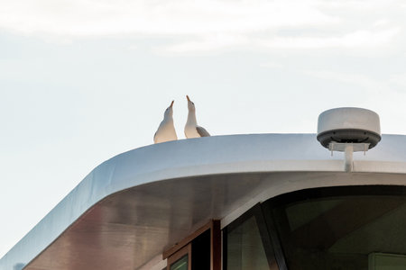 Seagull sits on the roof of yachter, seagulls in urban space bright dayの写真素材