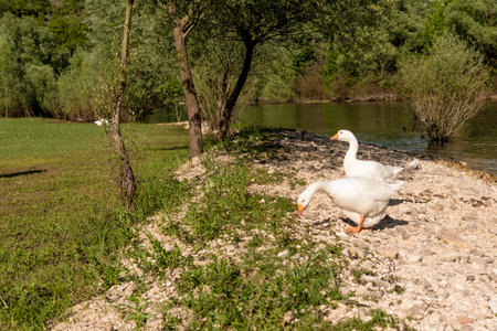 Two white geese on the grass near the river in summer.の写真素材