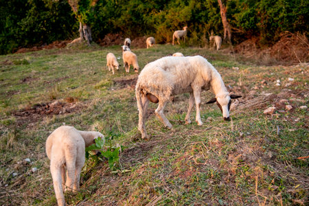 Herd of mountain sheep grazing on a hilly green meadow, farm animals walkingの写真素材