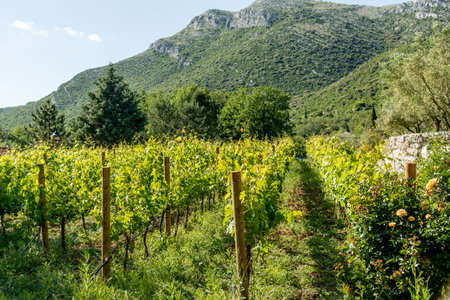 Grape tree seedlings growing in field under the sun, small green plants in pots outsideの写真素材