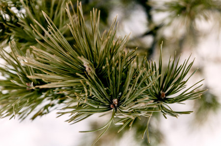 White Siberia winter spruce forest landscape, snow trees and cloudy sky, bright day