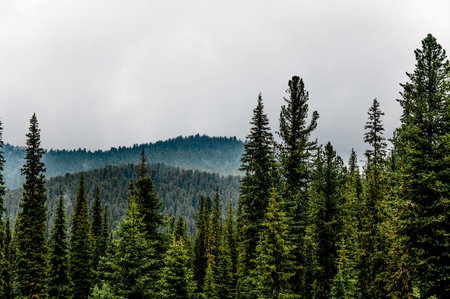 Green summer forest landscape, spruce forest trees, grass and cloudy sky Kareliaの写真素材