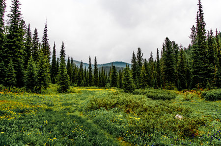 Green summer forest landscape, spruce forest trees, grass and cloudy sky Kareliaの写真素材