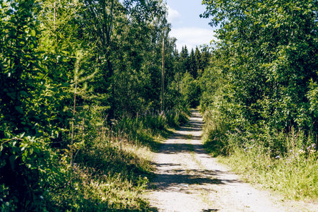 Green summer forest landscape, greenwood forest trees, grass and cloudy sky