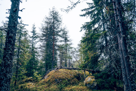 Green summer forest landscape, spruce forest trees, grass and cloudy sky Kareliaの写真素材