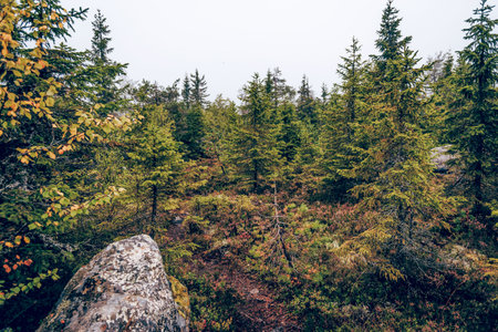 Green summer forest landscape, spruce forest trees, grass and cloudy sky Kareliaの写真素材