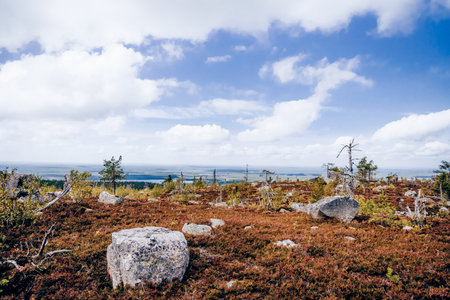 Forest with dead spruce and deciduous trees on top of Mount Vottovaara in Karelia, Russia
