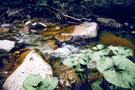 Landscape of summer river among the stones, fast flow of water in the reservoir in the light of day...