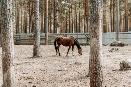A brown horse grazing in a fenced area surrounded by trees.