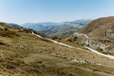 Herd of mountain sheep grazing on a hilly meadow, farm animals walking