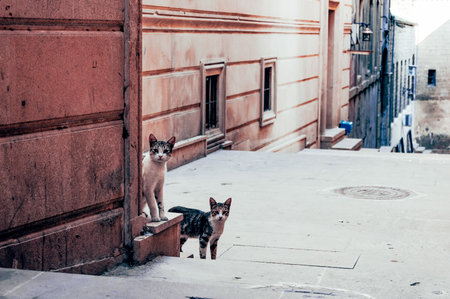 Fluffy pet funny cat on the streets of the old city in Baku, Azerbaijan