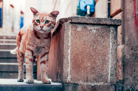 Homeless fluffy pet funny cat on the streets of the old city in Baku, Azerbaijan