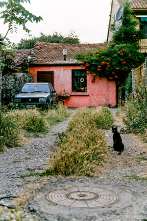 Fluffy furry funny pet cat animal walking the streets of the cityの写真素材