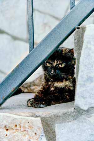 Fluffy furry funny pet cat animal lies and looks aroundの写真素材