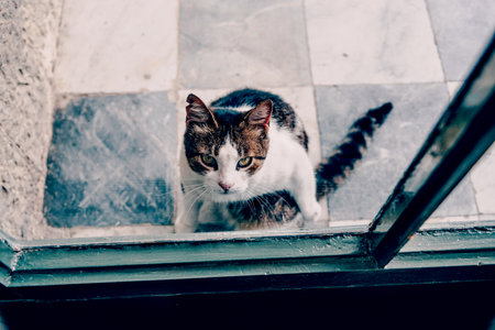 Fluffy furry funny pet cat animal walking the streets of the Crimean cityの写真素材