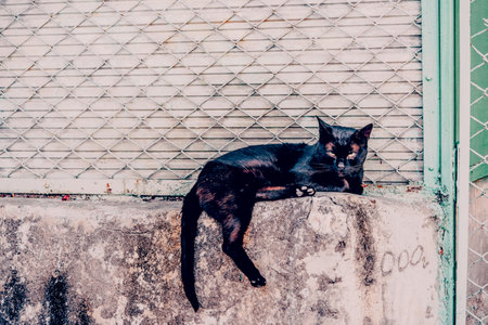 Fluffy furry funny pet cat lies on flat surface and looks aroundの写真素材
