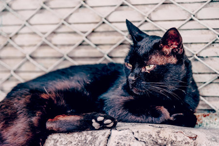 Fluffy furry funny pet cat animal lies on flat surface and looks aroundの写真素材
