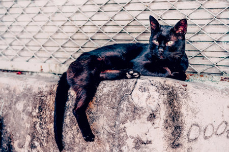 Fluffy furry funny pet cat lies on flat surface and looks aroundの写真素材