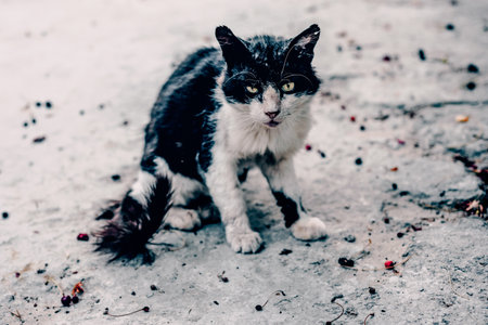 Fluffy furry funny pet cat walking the streetsの写真素材