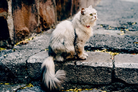 Fluffy furry funny pet cat animal walking the streetsの写真素材