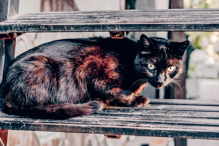 Fluffy furry funny pet cat lies on flat surface and looks aroundの写真素材