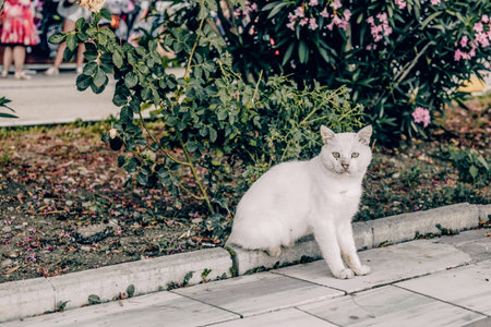 Fluffy furry funny pet cat walking the streetsの写真素材