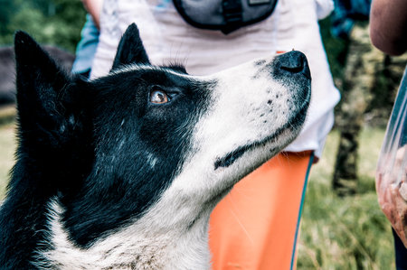 Domestic non-pedigreed furry fluffy pup pet yard looks at the owner portraitの写真素材