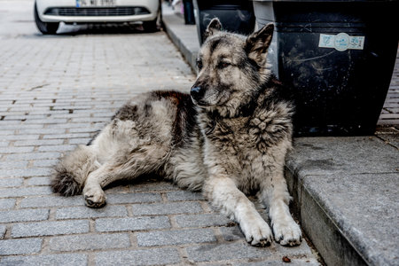 Furry fluffy pup pet dog is lying on the city streetの写真素材