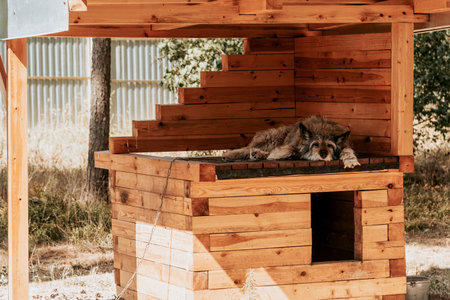 Domestic non-pedigreed furry fluffy pup pet yard dog lies in doghouse in country houseの写真素材
