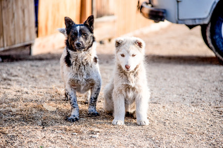 Two cute non-purebred fluffy furry dog puppies sitting on the ground outsideの写真素材