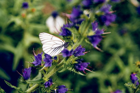 Butterfly Black-veined White sitting on flower and collecting pollen, pollination of flowering...