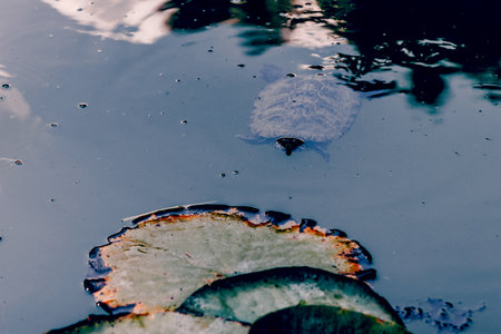 Small turtle underwater swimming in pond sea lake, aquatic reptiles in habitat