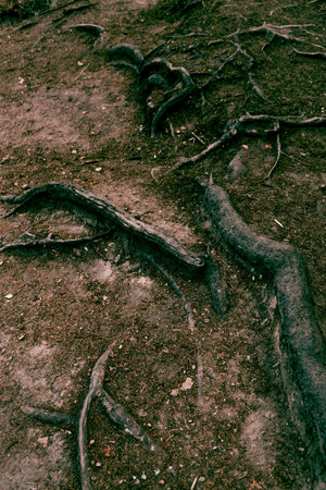 Texture Abstract wallpaper Background backdrop of Dry Tree wood Roots in Forestの写真素材