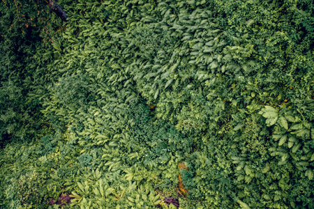 Summer Spring Green Background Texture nature forest Abstract fern Leaves wallpaper Top Viewの写真素材