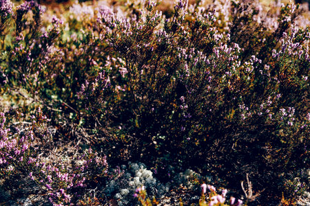 Wild bushes plant with small colorful lilac wild flowers in dense nature forest garden