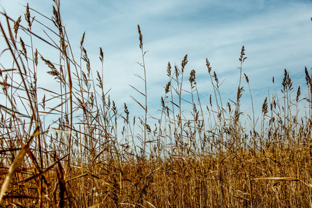 Dry yellow golden plant reeds grass weed grows on the shore of reservoir pond lake sea outside...