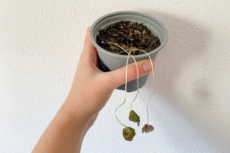 House plant has withered due to lack of water, yellow dry leaves hanging from the potの写真素材