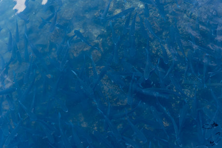 Fish swimming underwater in a natural habitat ecosystemの写真素材