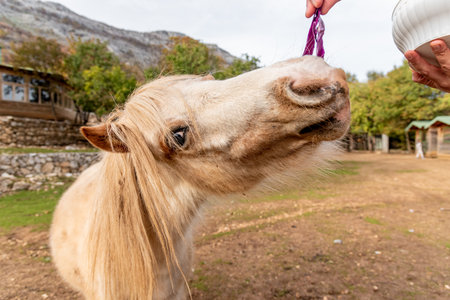 Man feeding vegetables to small horse on farm, pony walking in meadow landscape outsideの写真素材