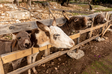 Cute fluffy donkeys stuck their heads out of the stable pen, domestic farm animals outdoorの写真素材