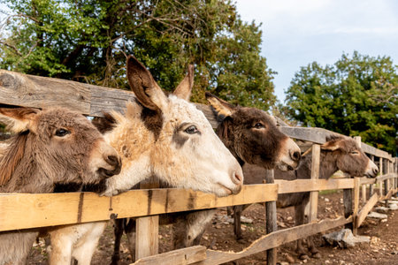 Cute fluffy donkeys stuck their heads out of the stable pen, domestic farm animals outdoorの写真素材