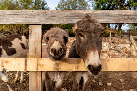 Cute fluffy donkeys stuck their heads out of the stable pen, domestic farm animals outdoorの写真素材